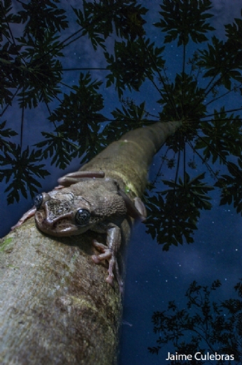 Reptiles y anfibios del Choc: SOS en el paraso de Jaime Culebras, proyecto ganador de la beca MontPhoto WWF  FNYH 2017